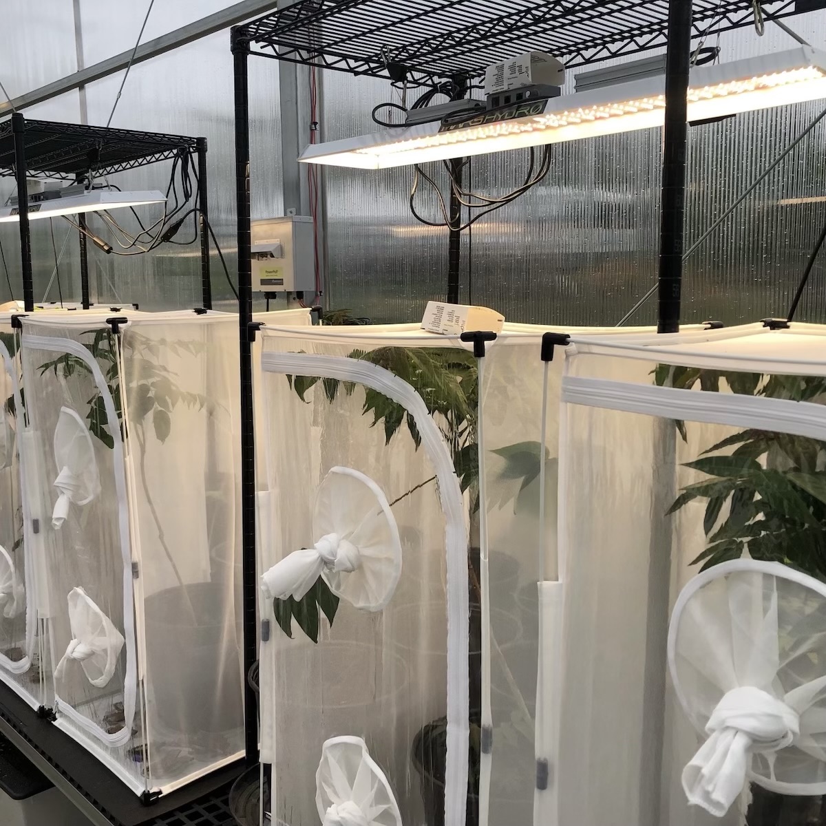 Plants under grow lights at Lafayette College